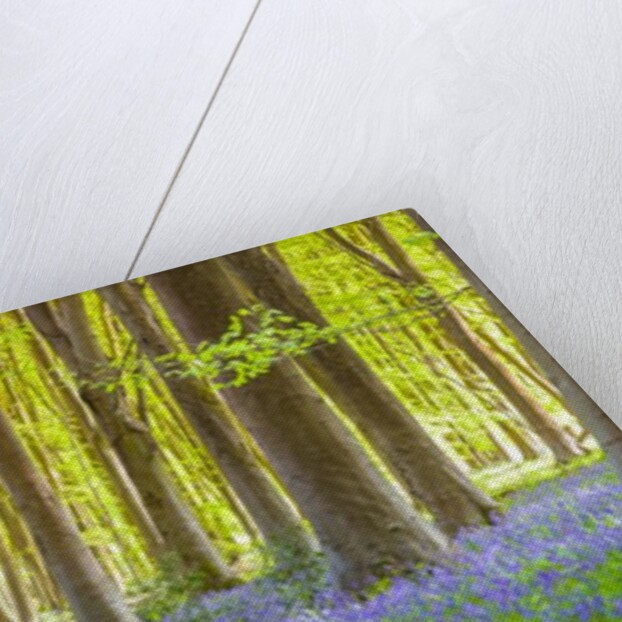 Pathway through forest by Assaf Frank